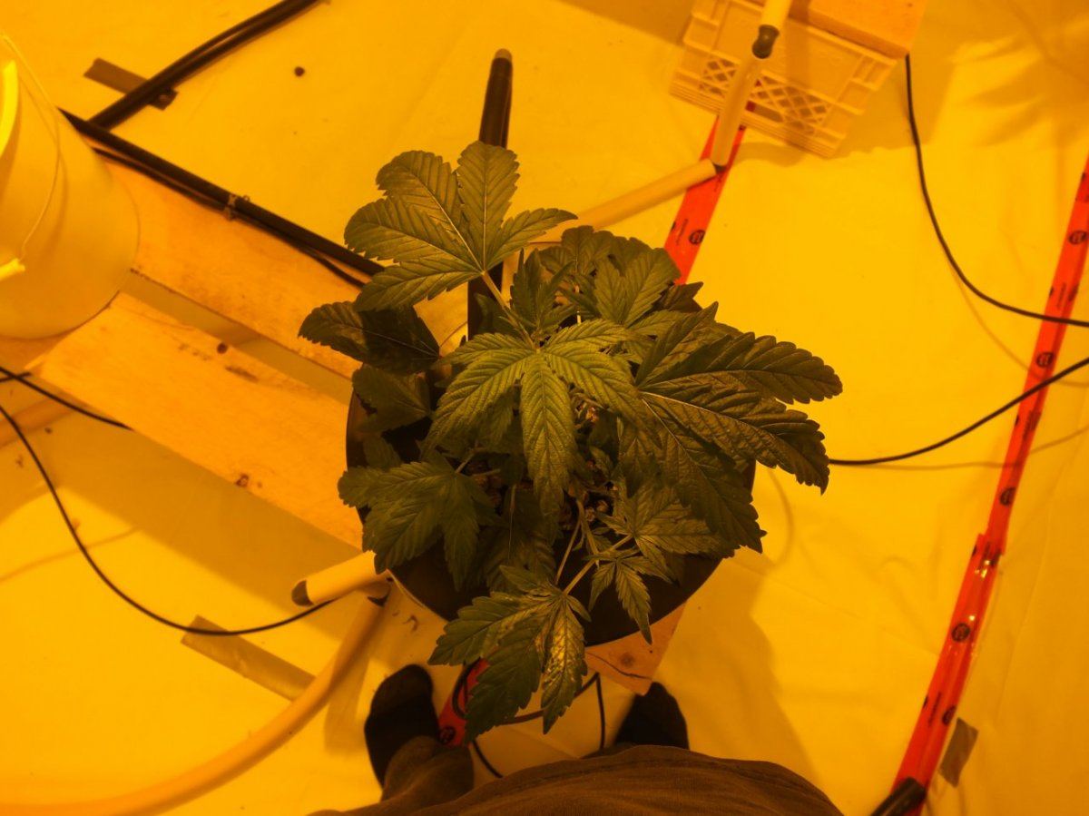 Please help diagnose problempics 6