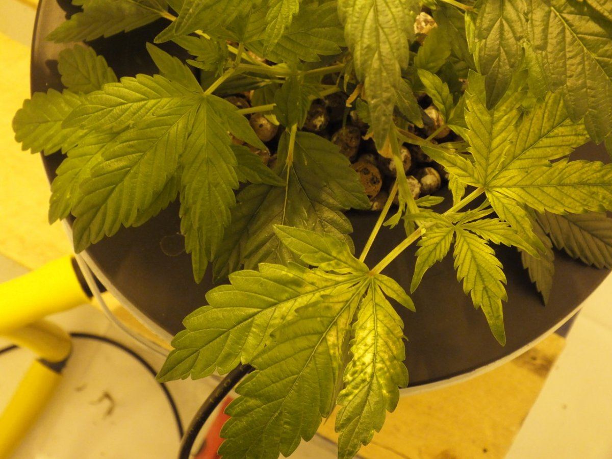 Please help diagnose problempics 7
