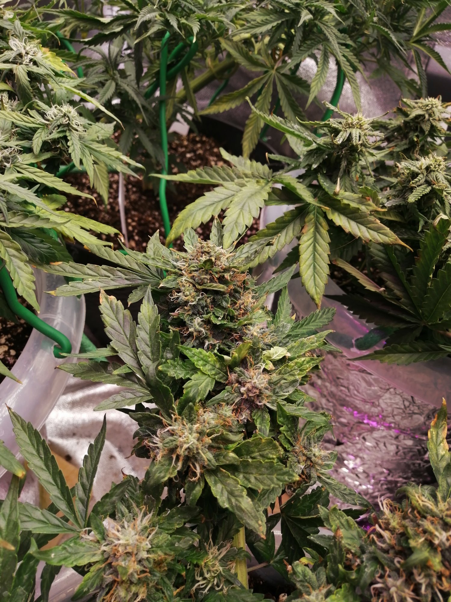 Please help first grow what do i do 10