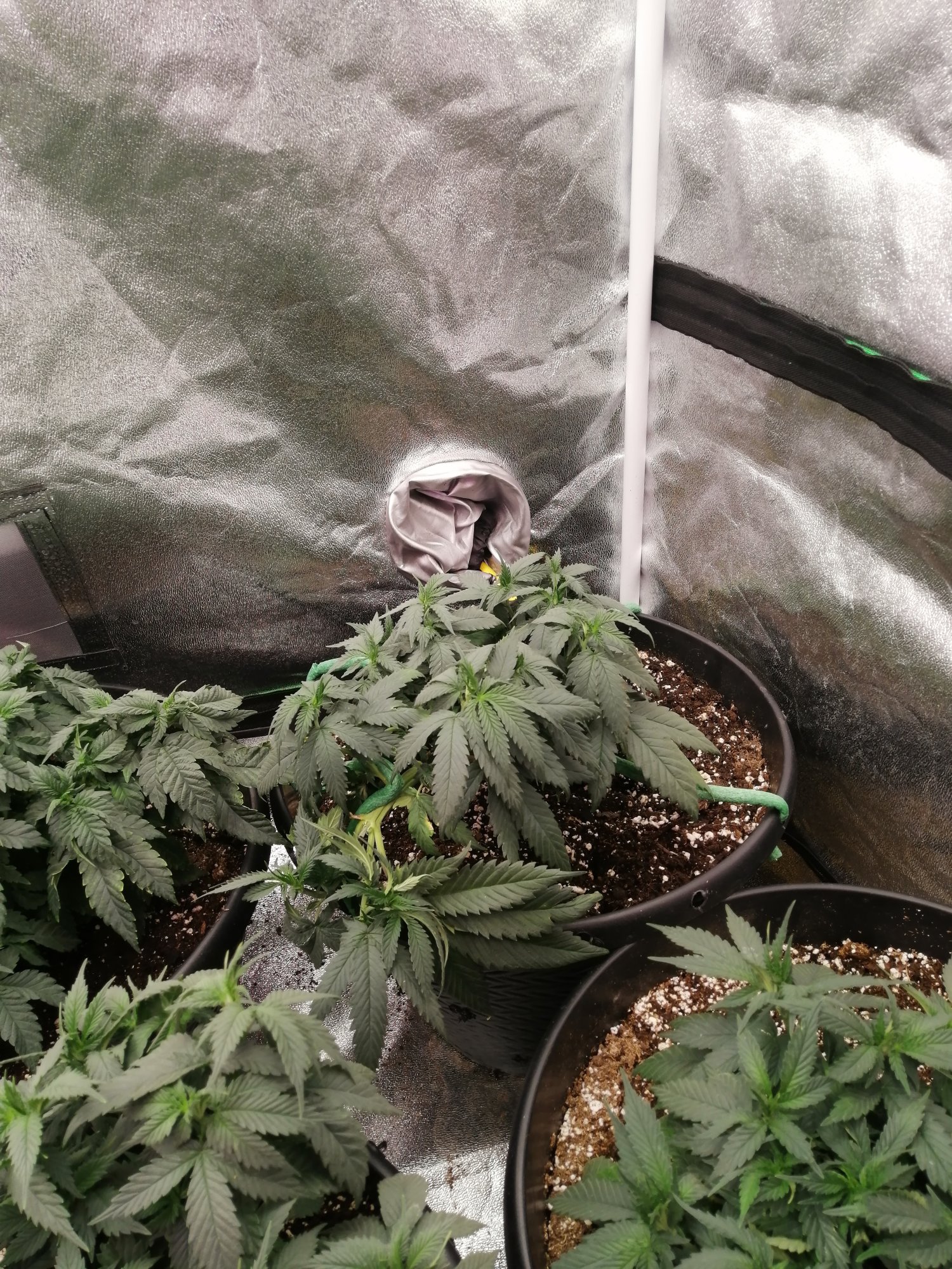 Please help first grow what do i do 3