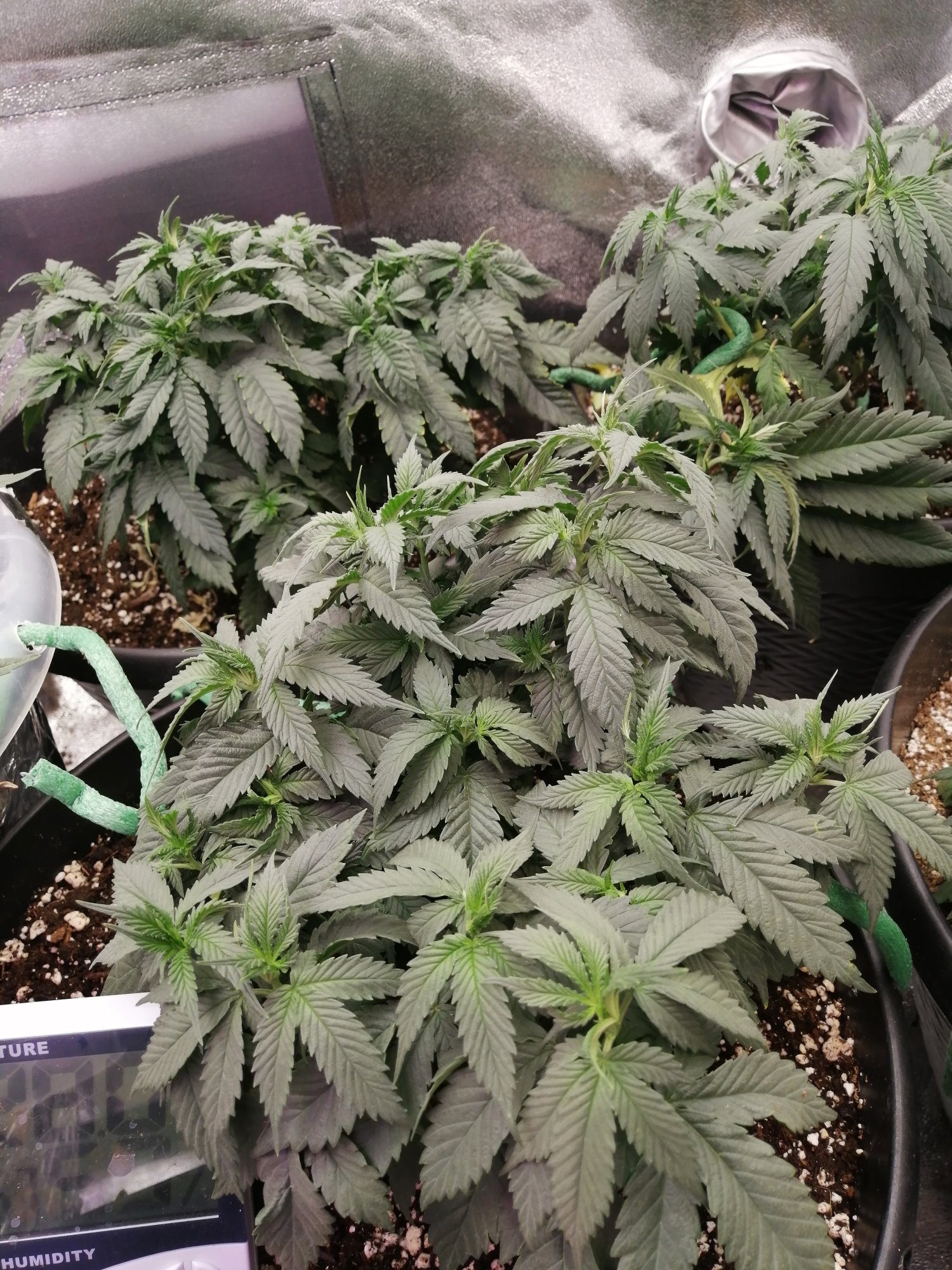 Please help first grow what do i do 4
