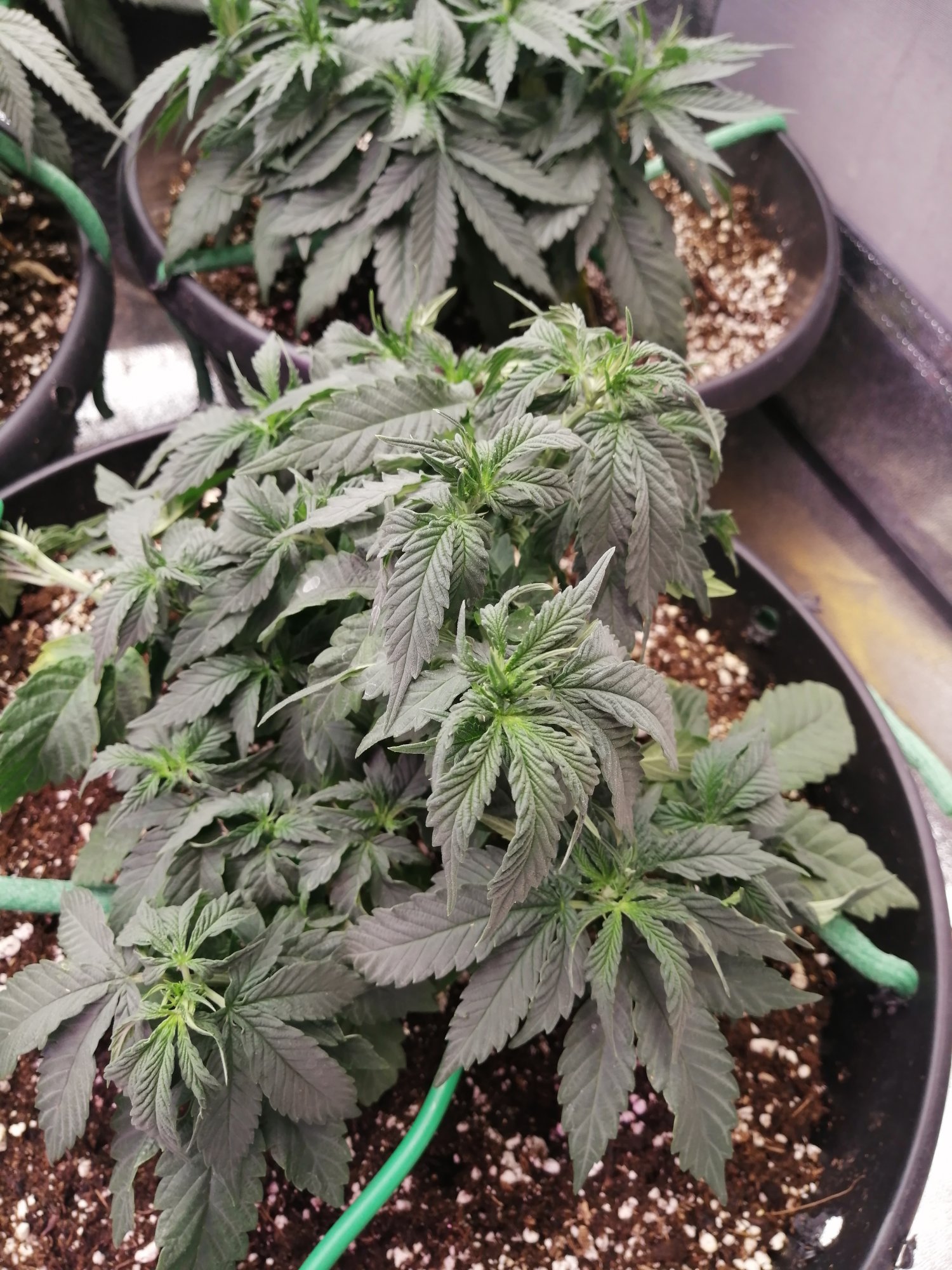 Please help first grow what do i do 5