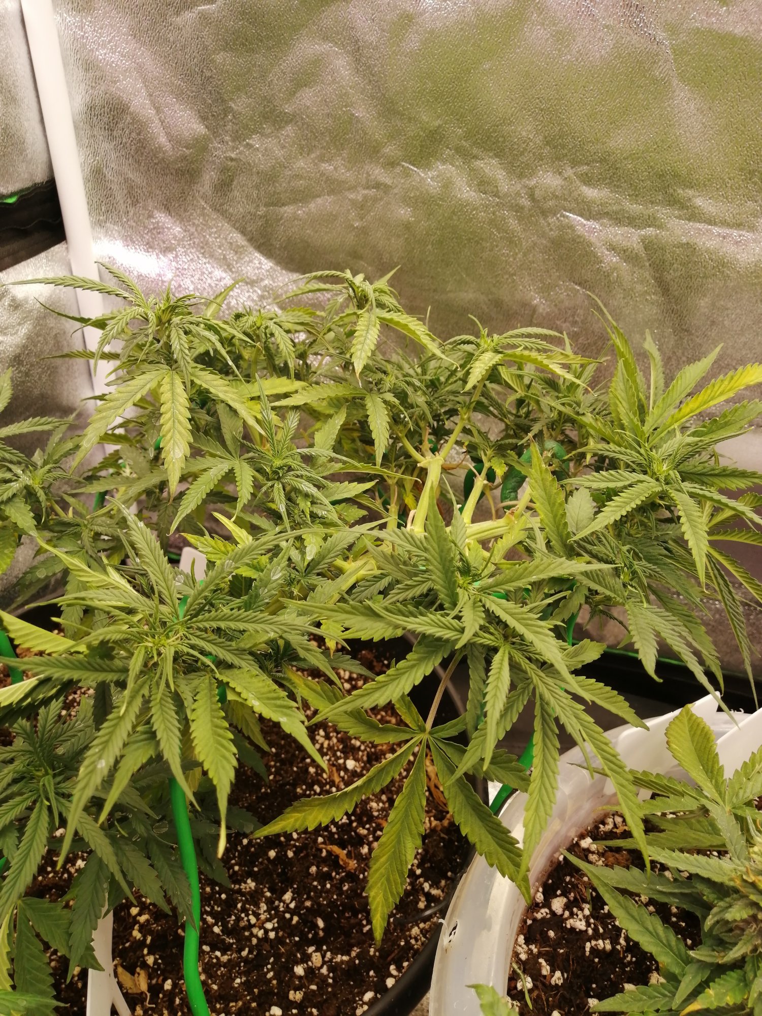 Please help first grow what do i do 6