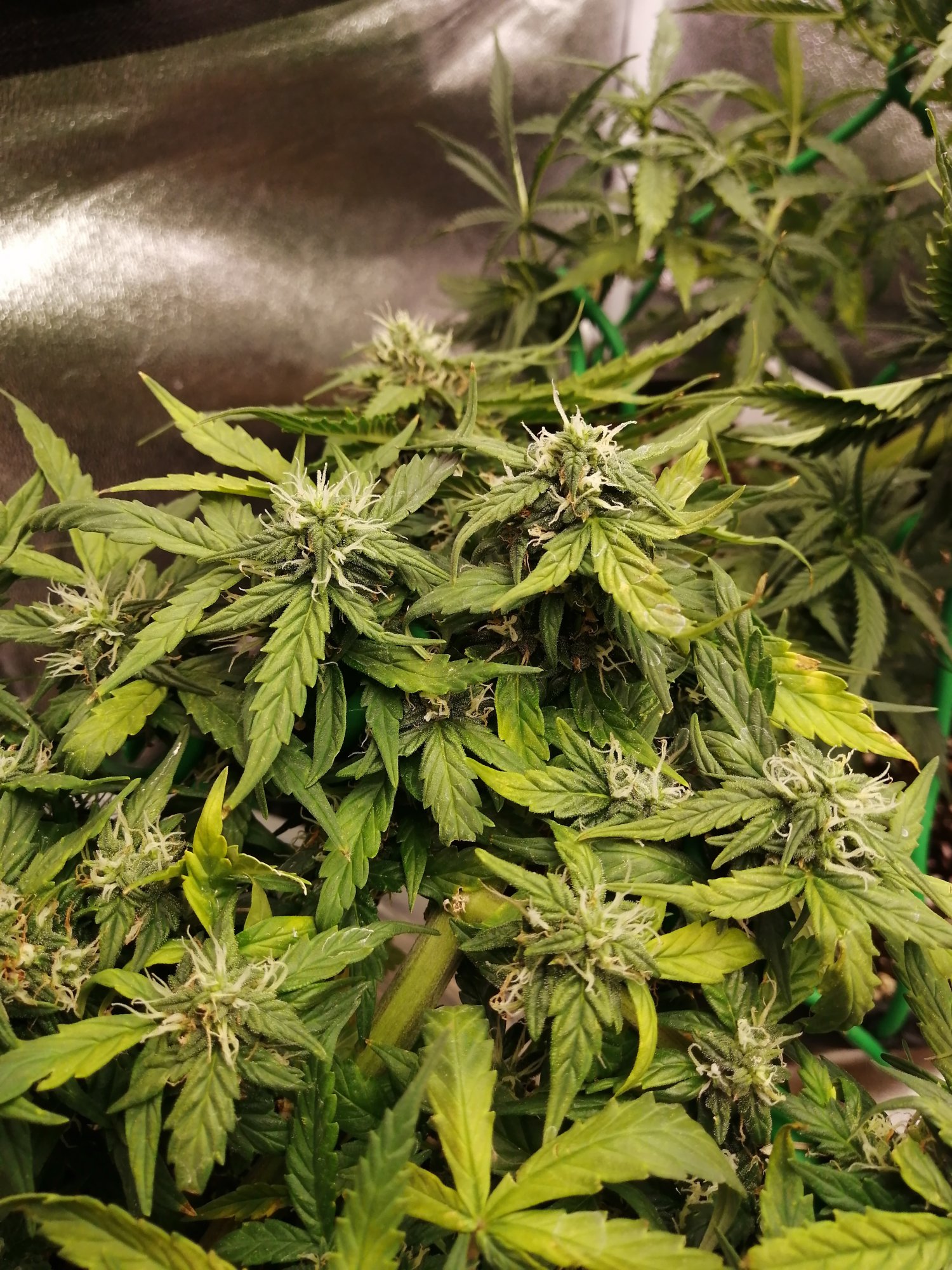 Please help first grow what do i do 7
