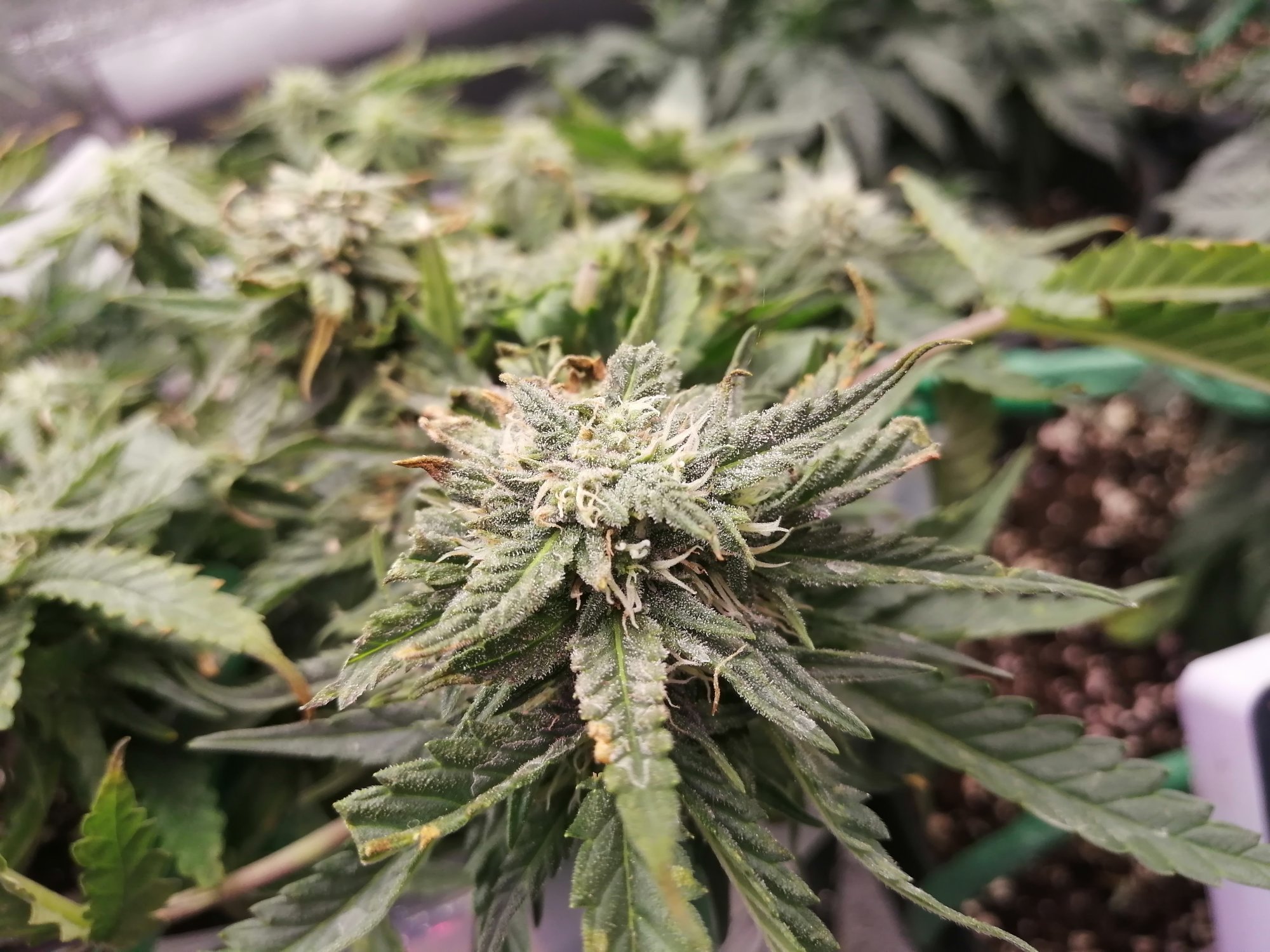 Please help first grow what do i do 8