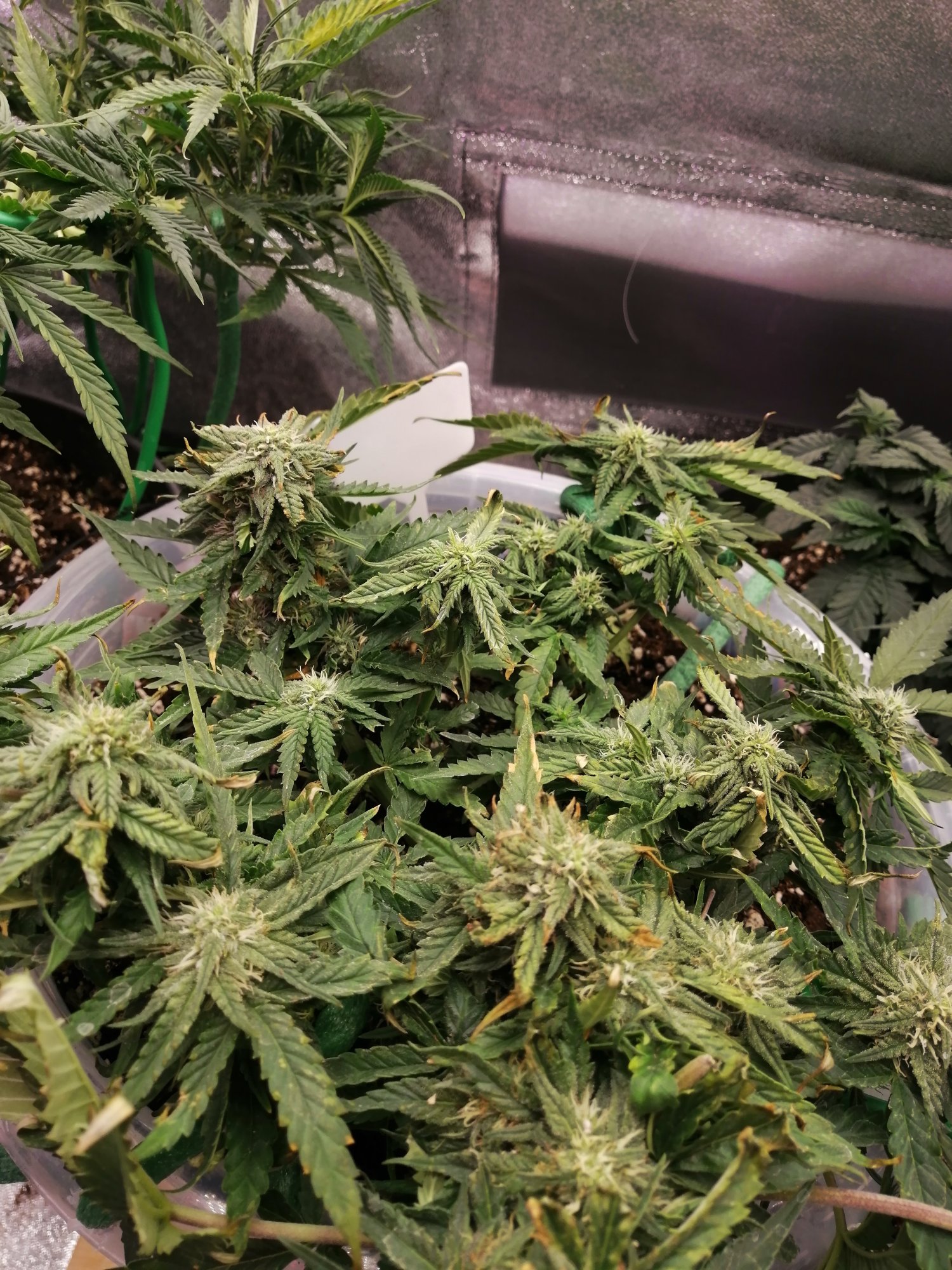 Please help first grow what do i do 9