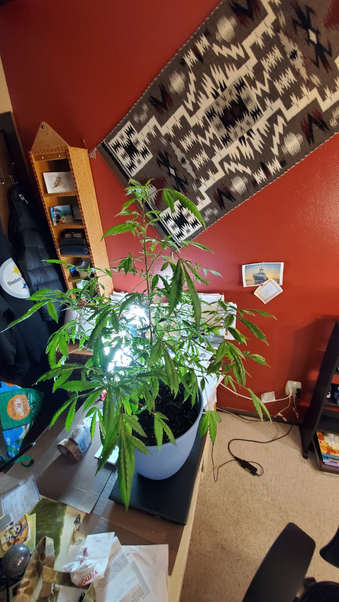 Please help first time grower 3