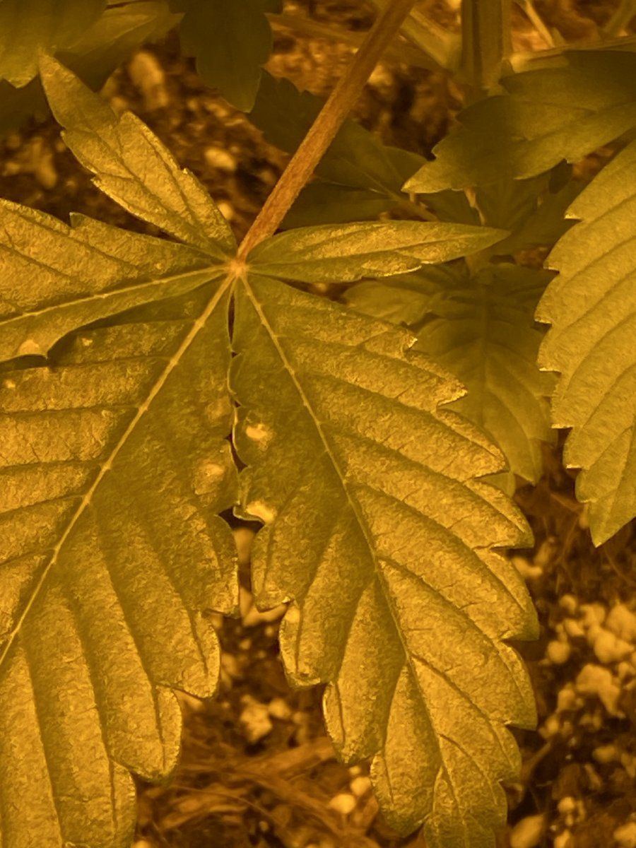 Please help first time grower and the babies are sick 2