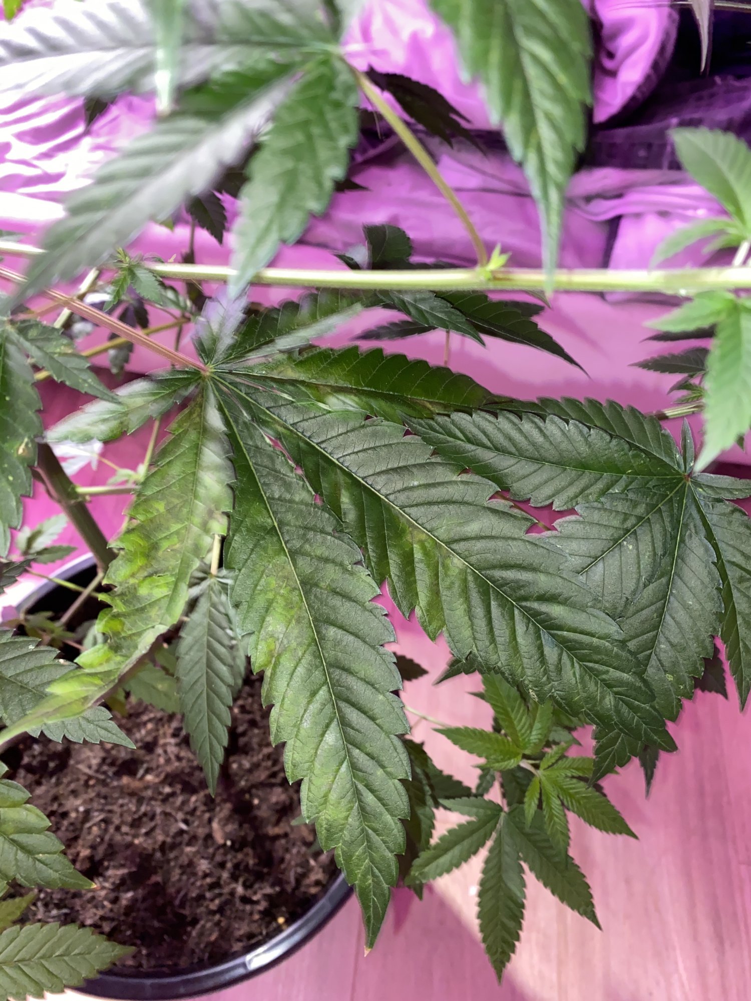 Please help first time growing 2