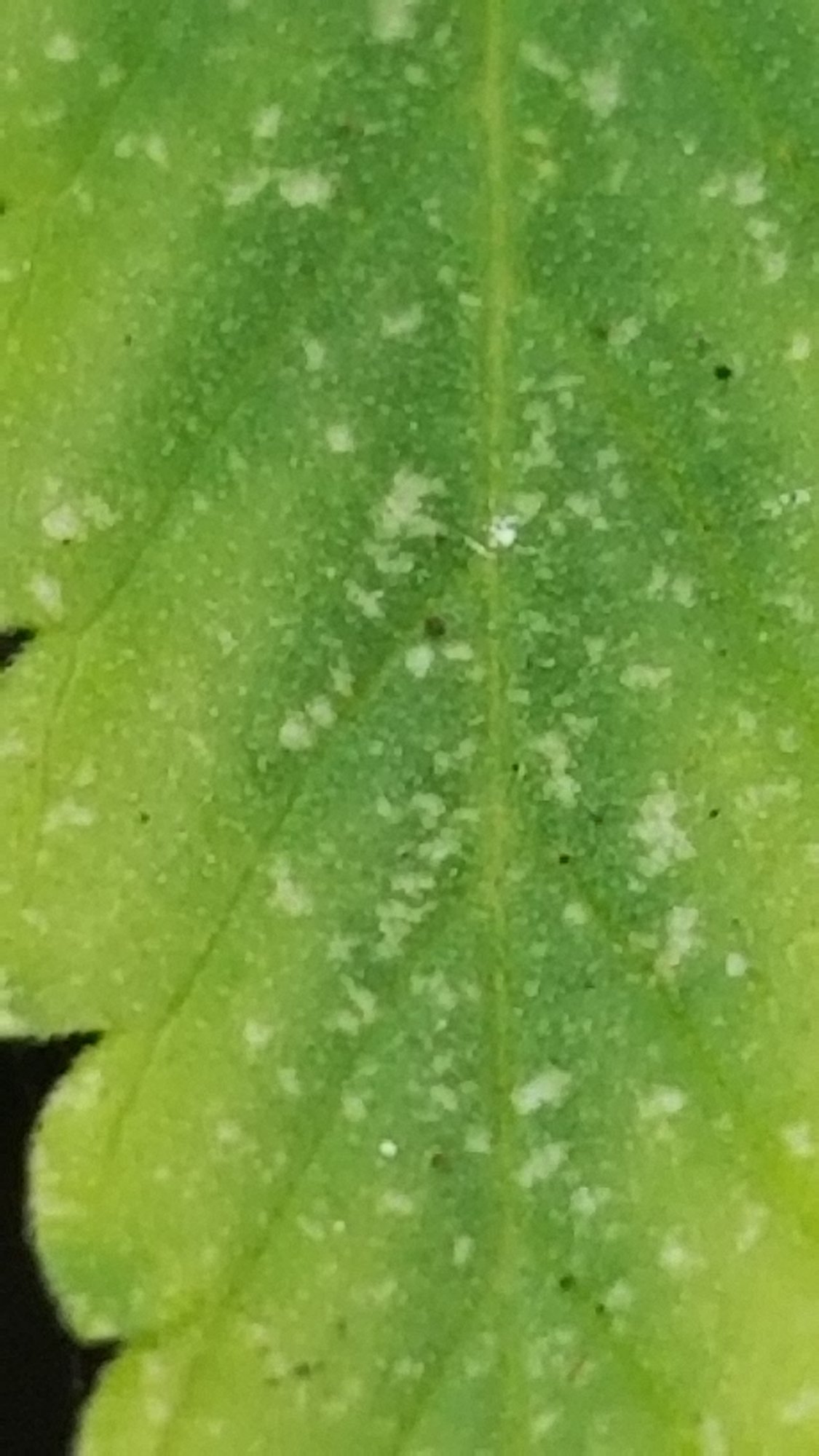 Please help for spider mites or thrips eradication 2