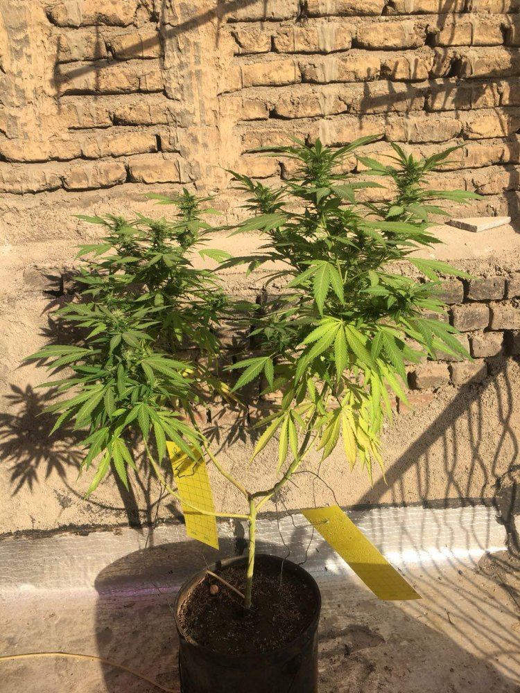 Please help for yellow leaves and insect and aphids fast please 5