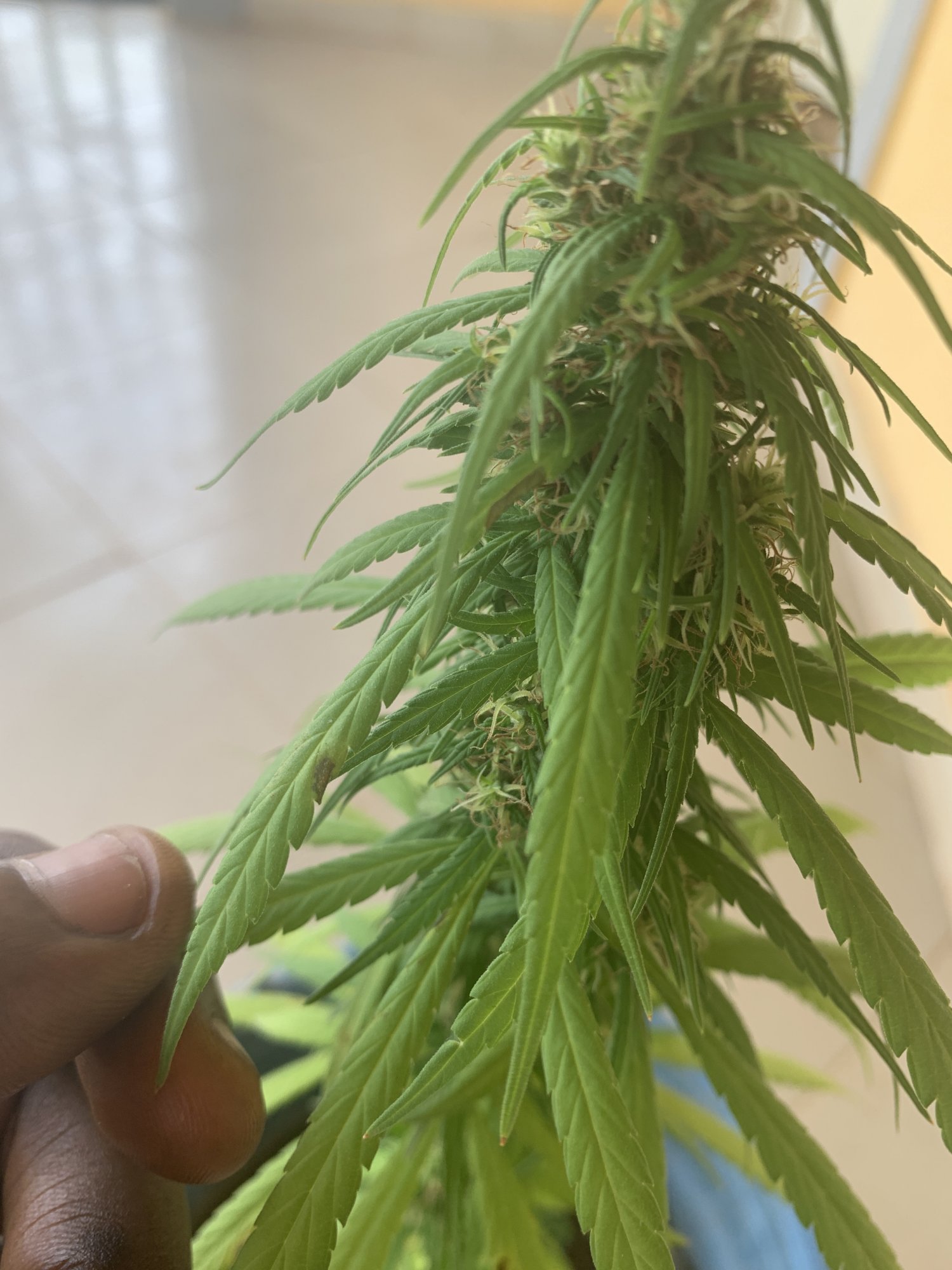 Please help i cant seem to diagnose my plant deficiency 2