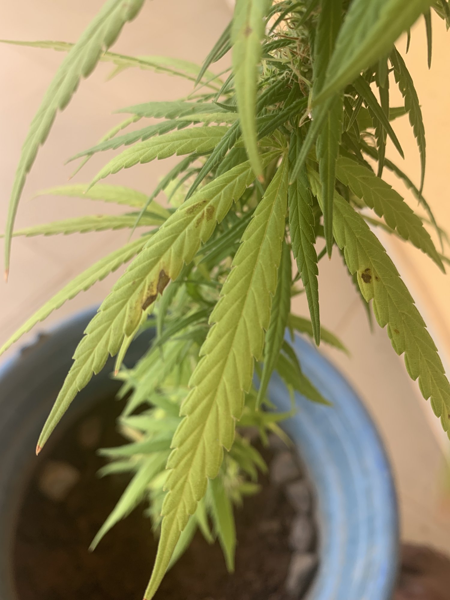 Please help i cant seem to diagnose my plant deficiency
