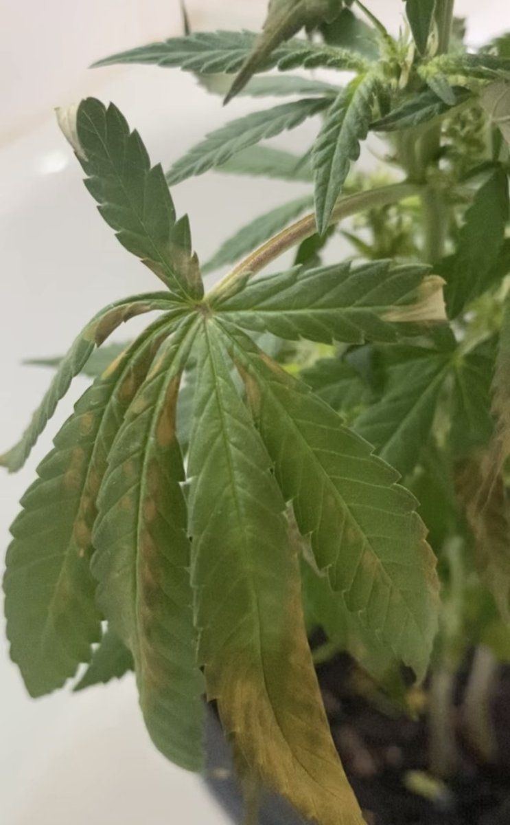 Please help i dont know whats wrong 2