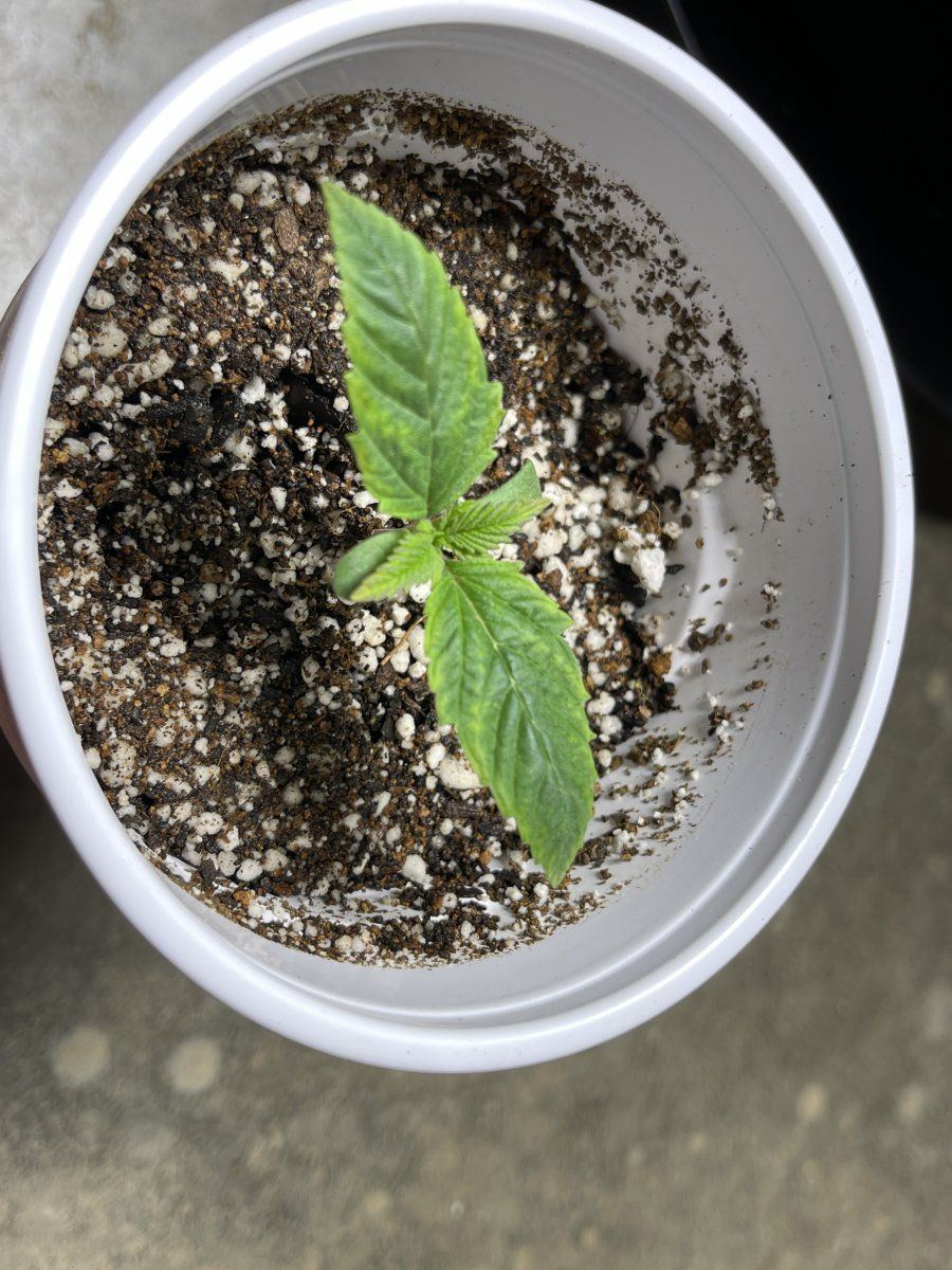 Please help identify issue with seedlings 3
