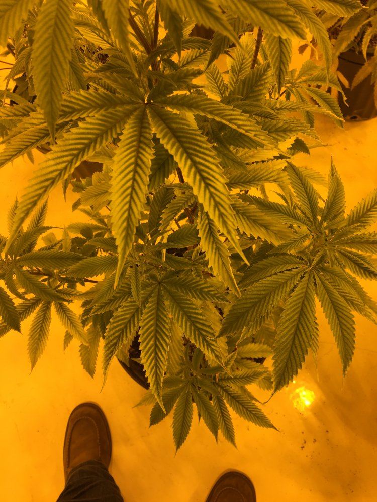 Please help identify pest 3