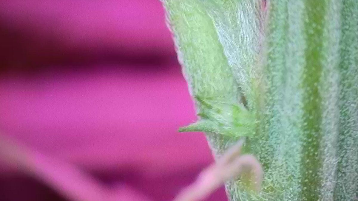 Please help identify this pre flower 10