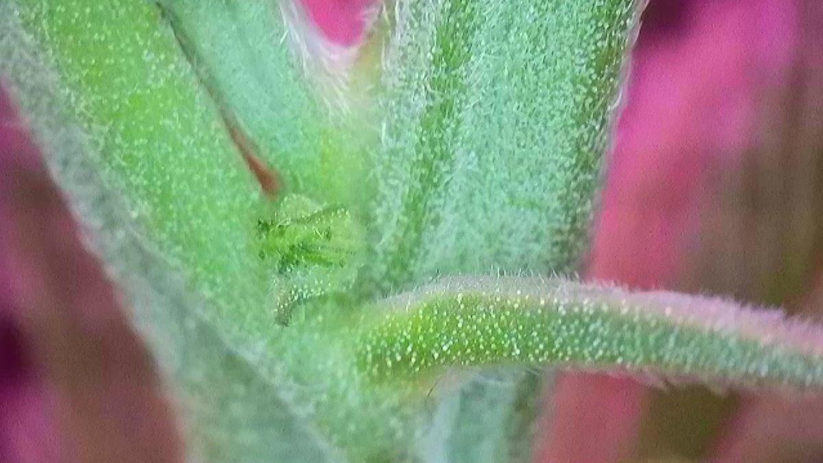 Please help identify this pre flower 12