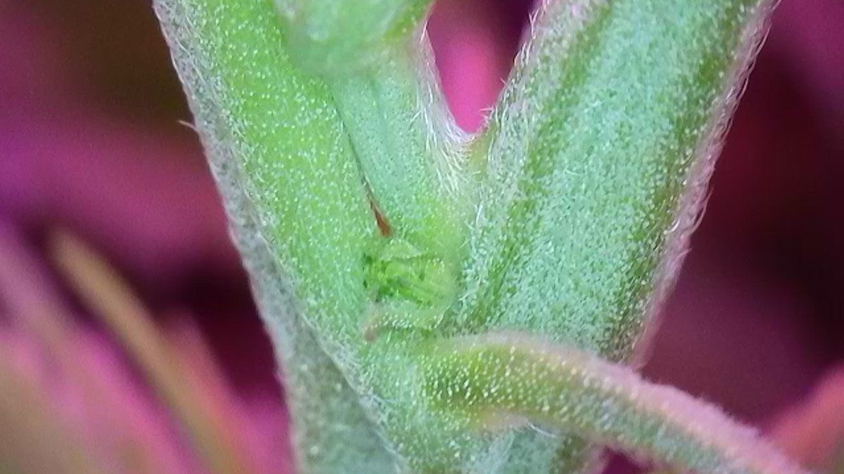 Please help identify this pre flower 16