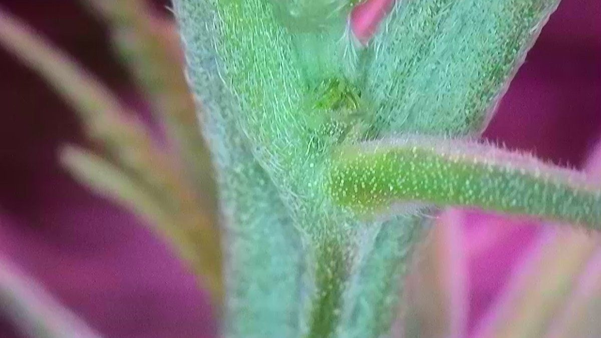 Please help identify this pre flower 17