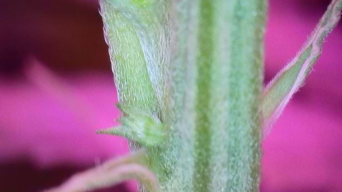 Please help identify this pre flower 18