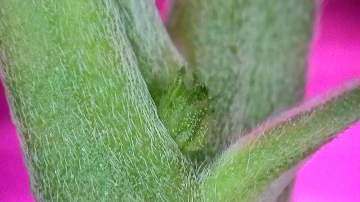 Please help identify this pre flower 3