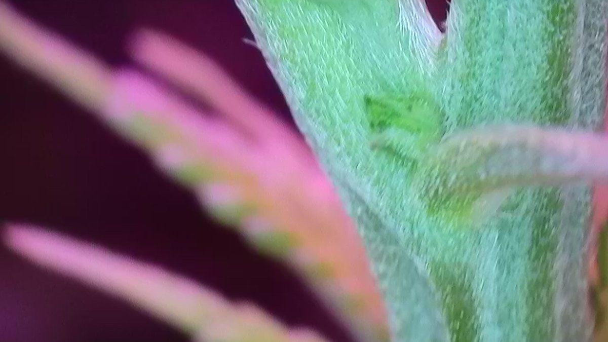 Please help identify this pre flower 4