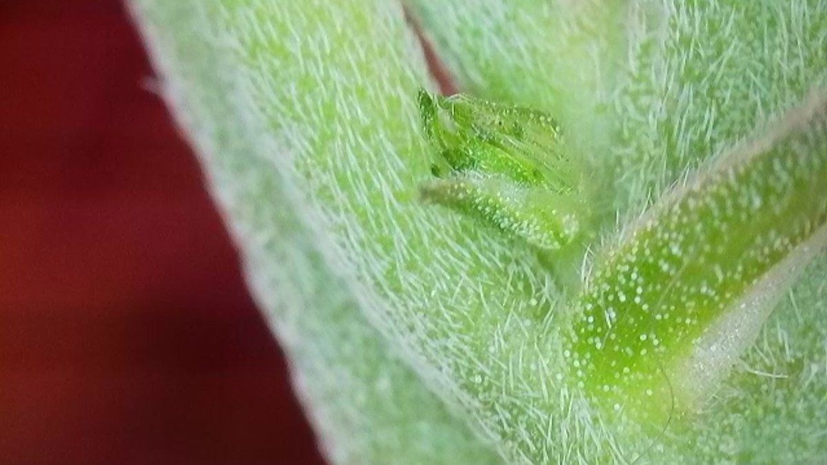 Please help identify this pre flower 5