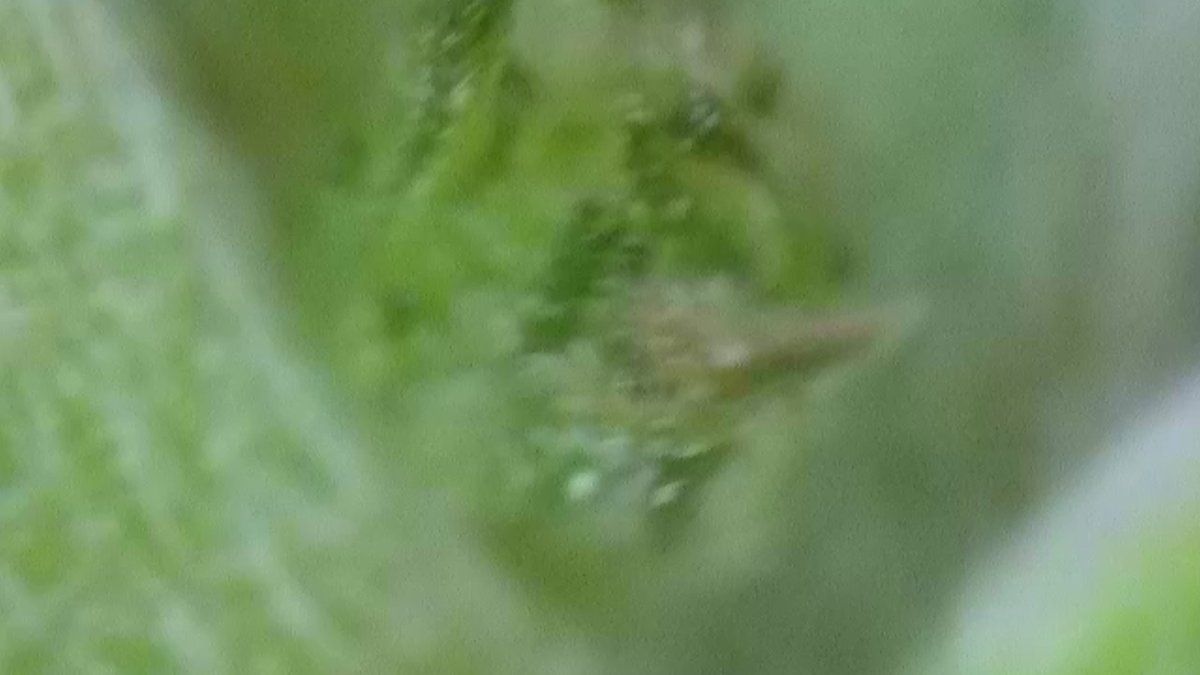Please help identify this pre flower 7