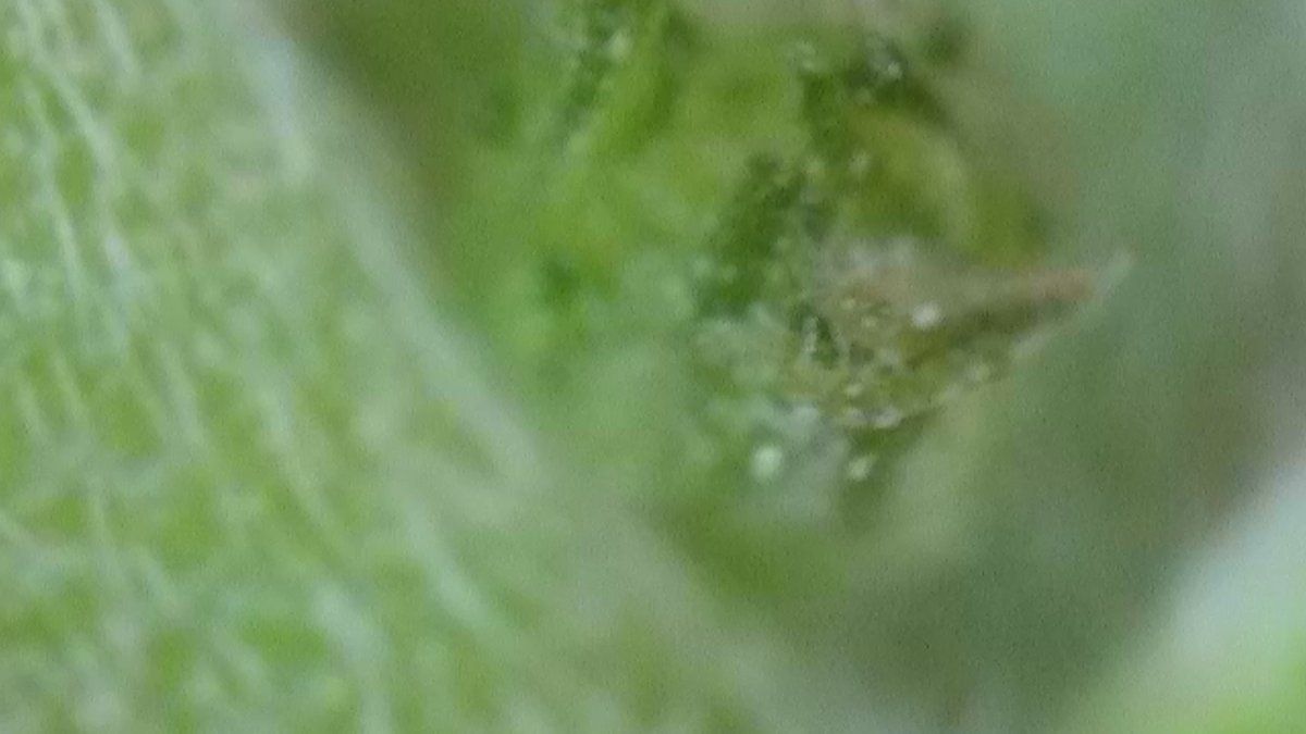 Please help identify this pre flower 8