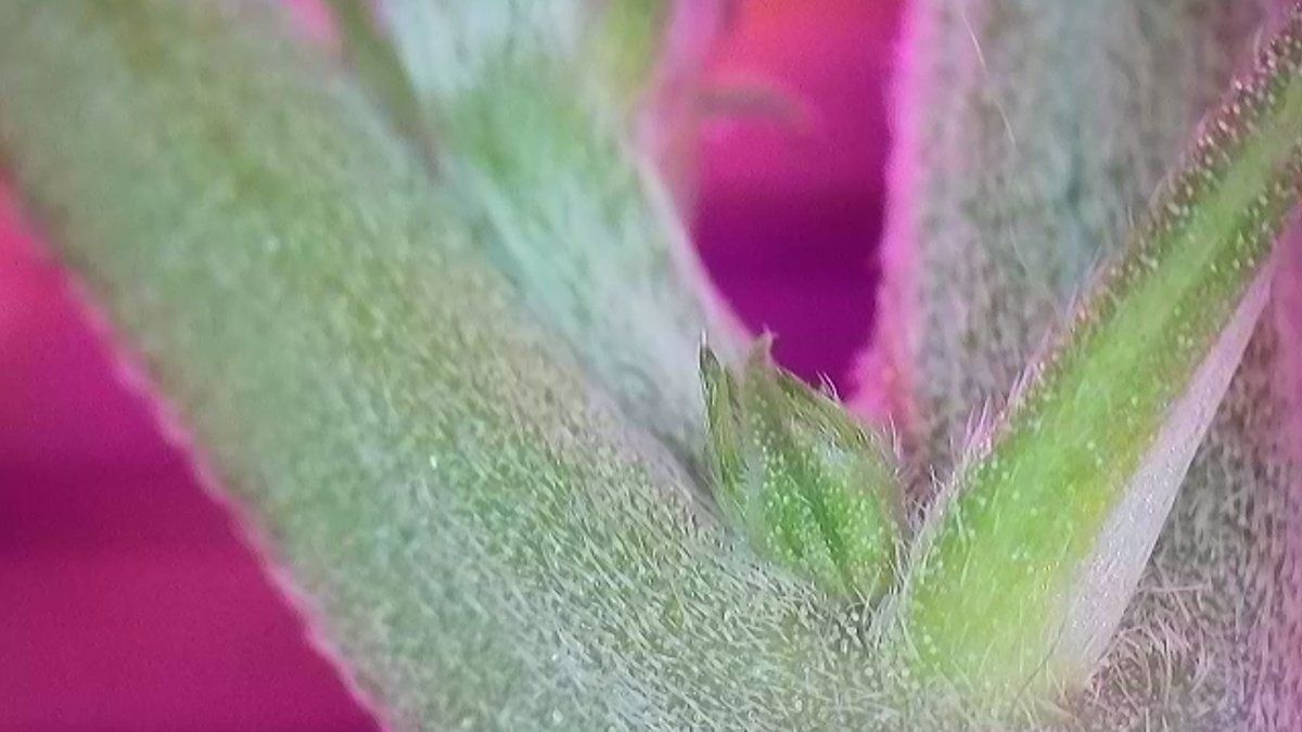 Please help identify this pre flower 9