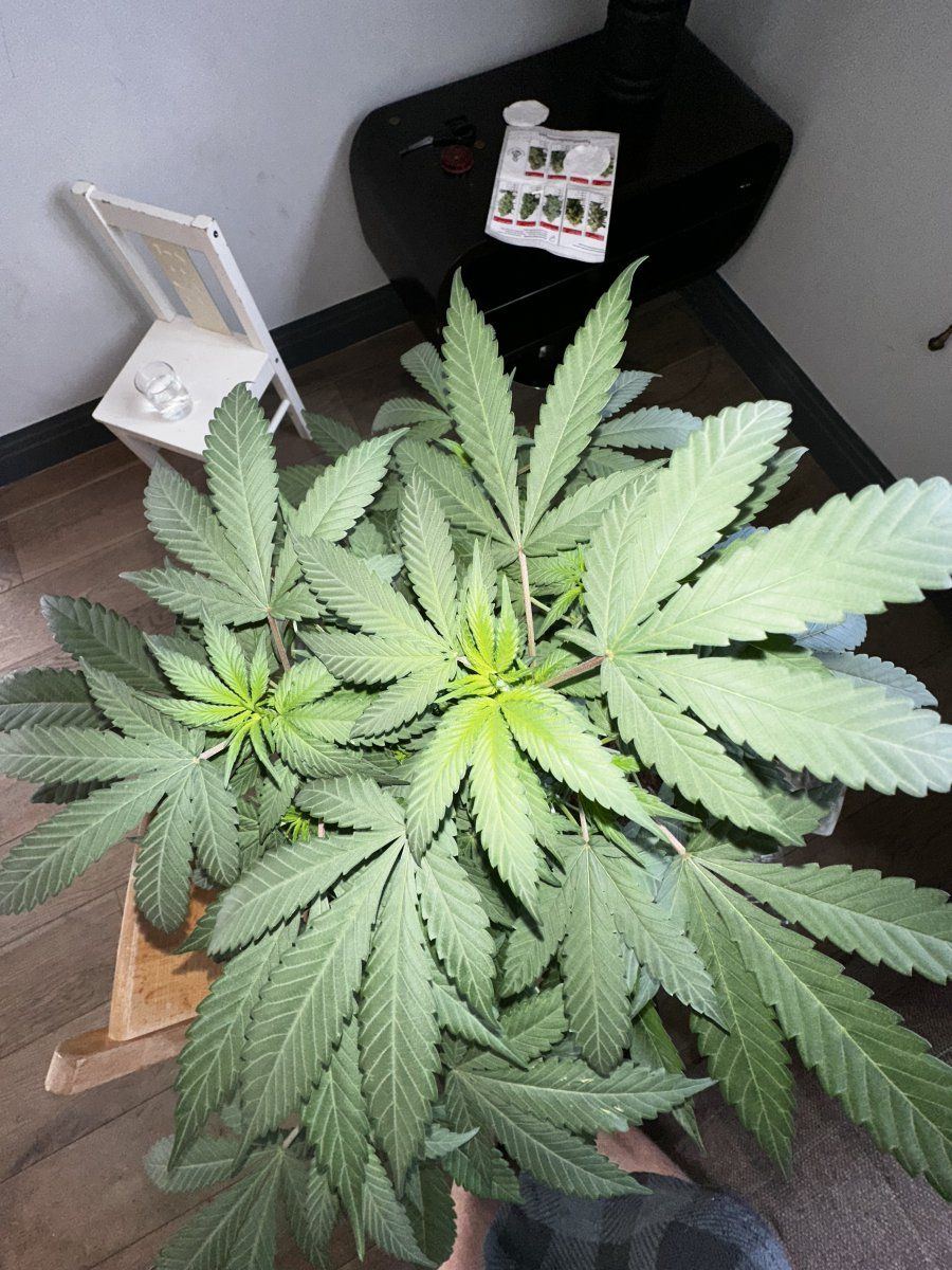 Please help im a new grower and im worried for its health 4