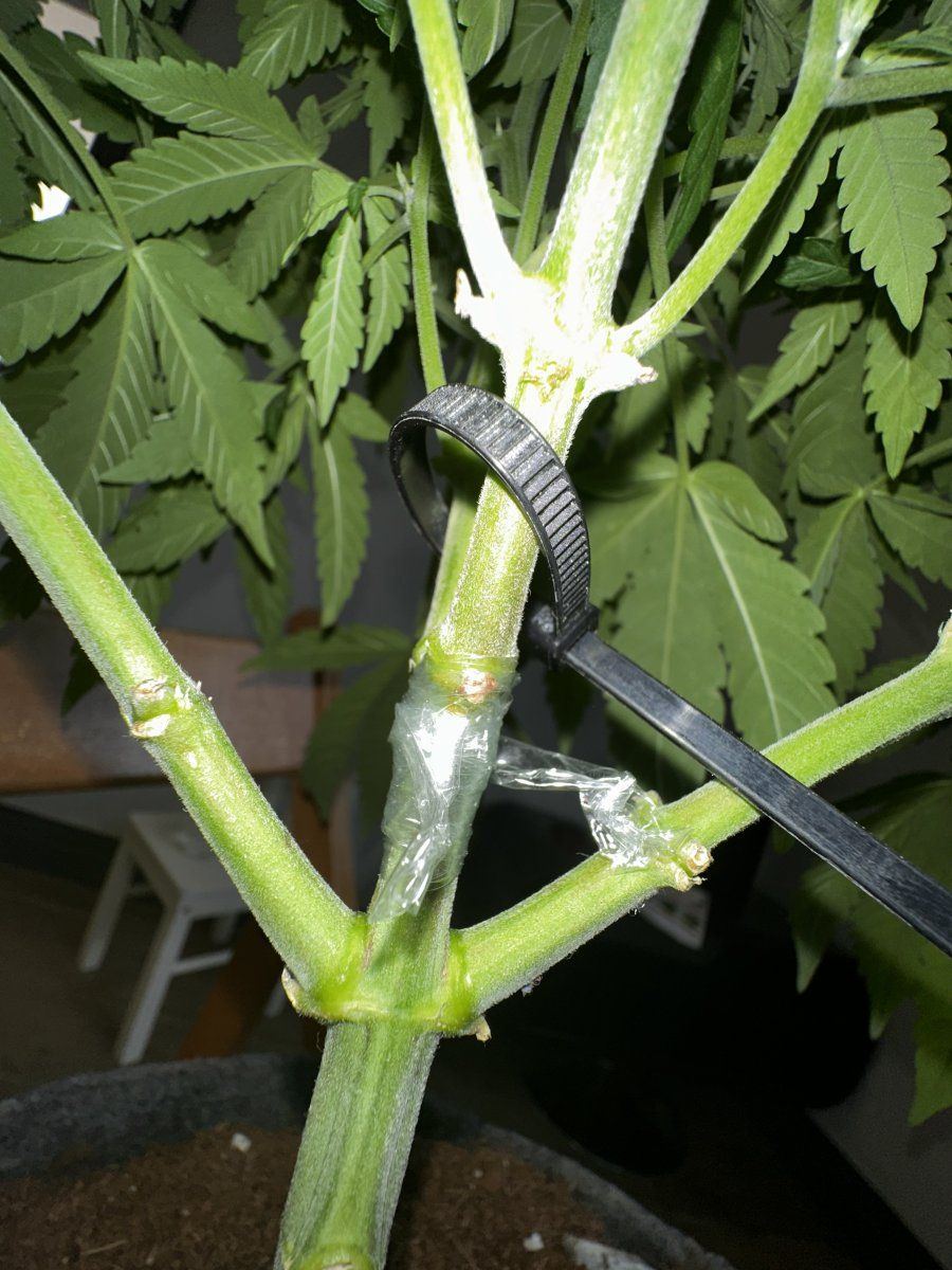 Please help im a new grower and im worried for its health 5