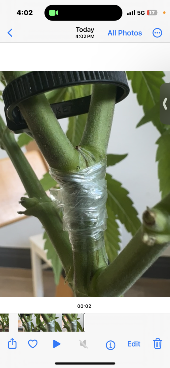 Please help im a new grower and im worried for its health 7