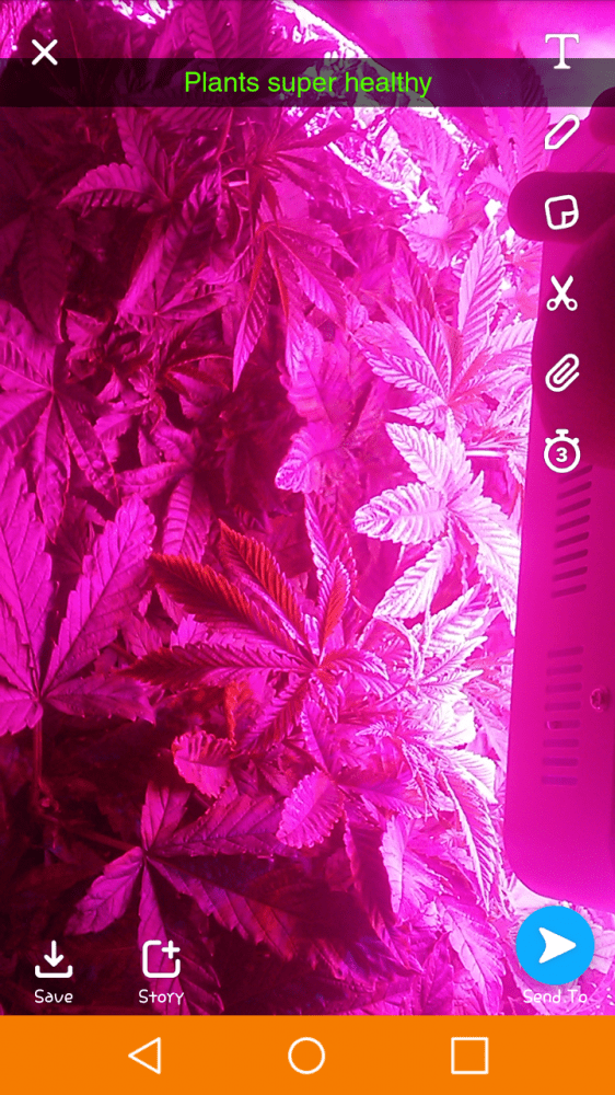 Please help leaves yellowing around edges