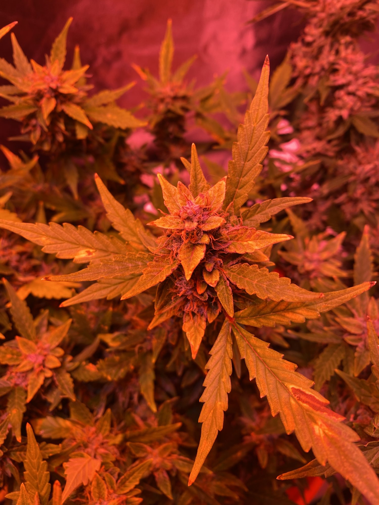 Please help me determine if something is wrong with my gg4 autoflower 4