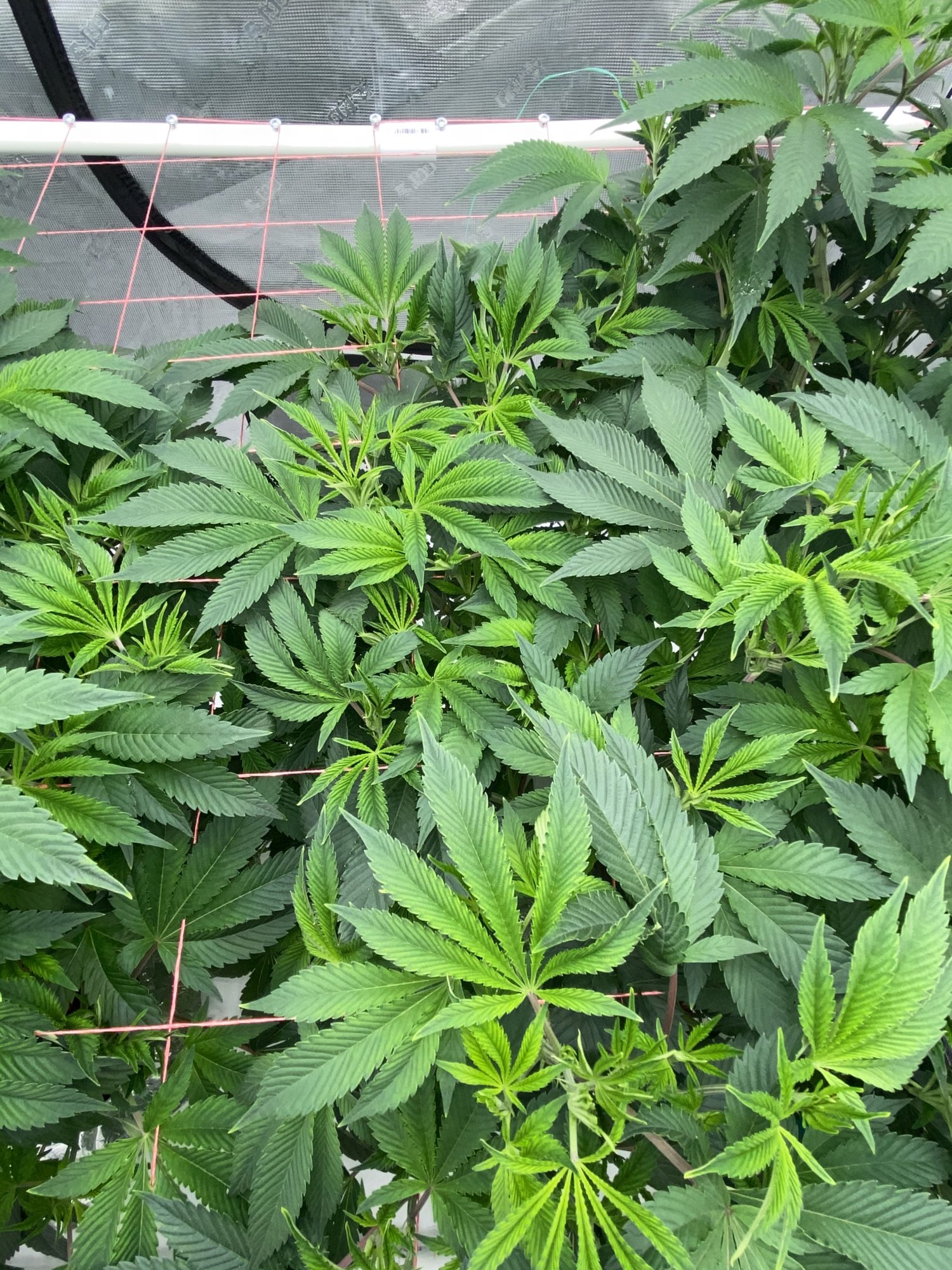 Please help me diagnose an issue in my dwc system 10