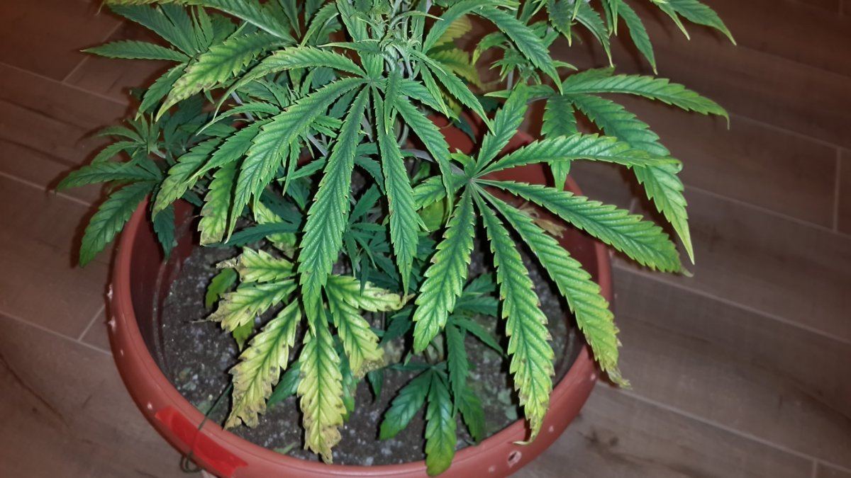 Please help me diagnose my plants 4