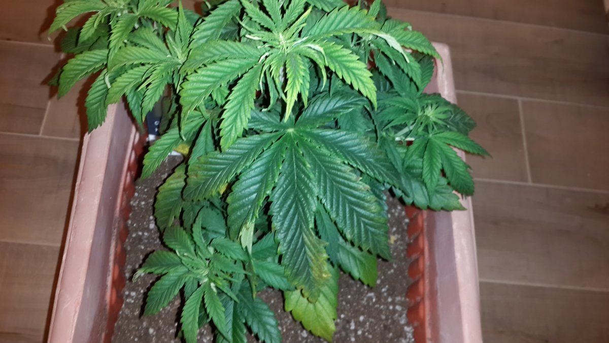 Please help me diagnose my plants 6