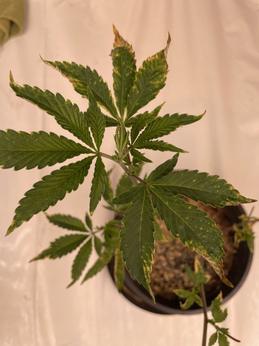 Please help me diagnose whats wrong 3