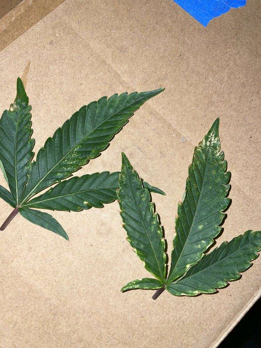 Please help me diagnose whats wrong 5