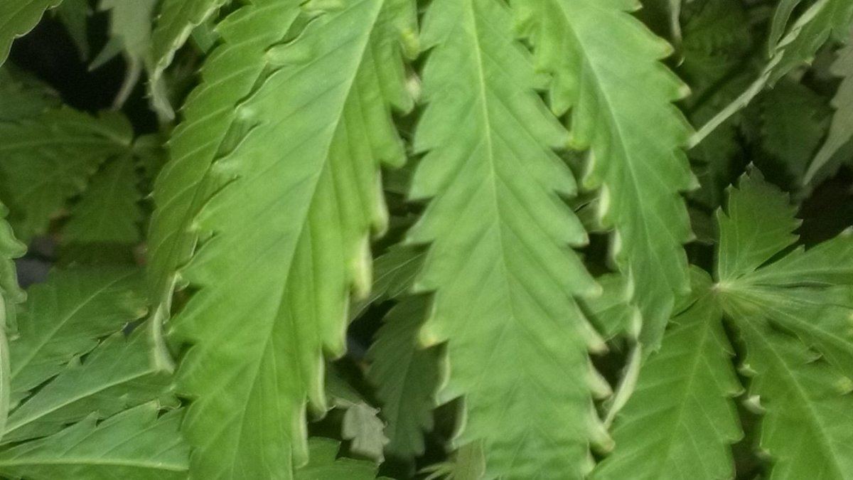 Please help me id 4