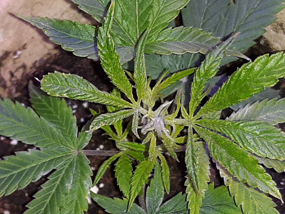 Please help me my clones are twisted mangled and deformed and no one can figure out why ive tr