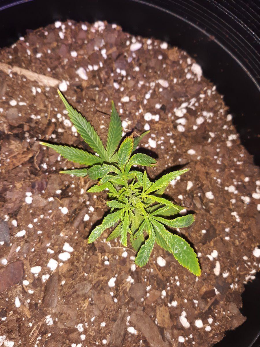 Please help me my clones are twisted mangled and deformed and no one can figure out why ive tr