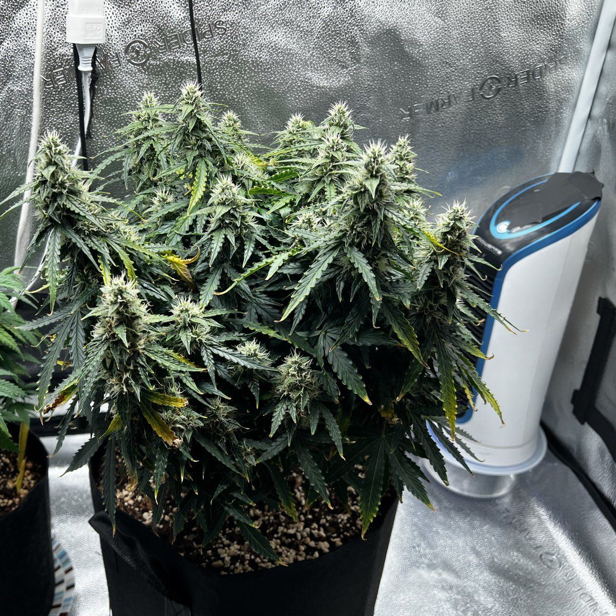 Please help me save this plant and finish my first ever grow 4