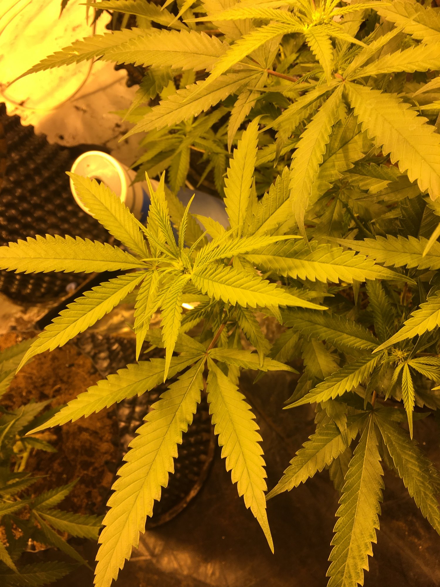 Please help me with strain and possible yield using ph perfectbig budair pots 30 percent humi