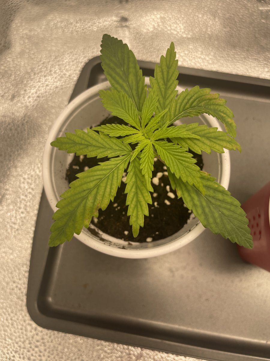 Please help my girls may die young leaves yellowing and browning at tips only week 2 of seedli