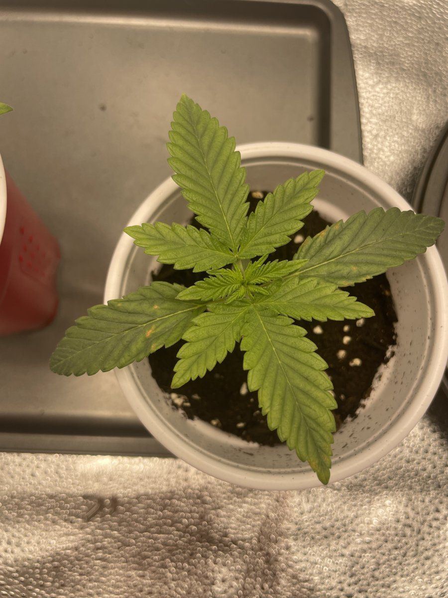Please help my girls may die young leaves yellowing and browning at tips only week 2 of seedli