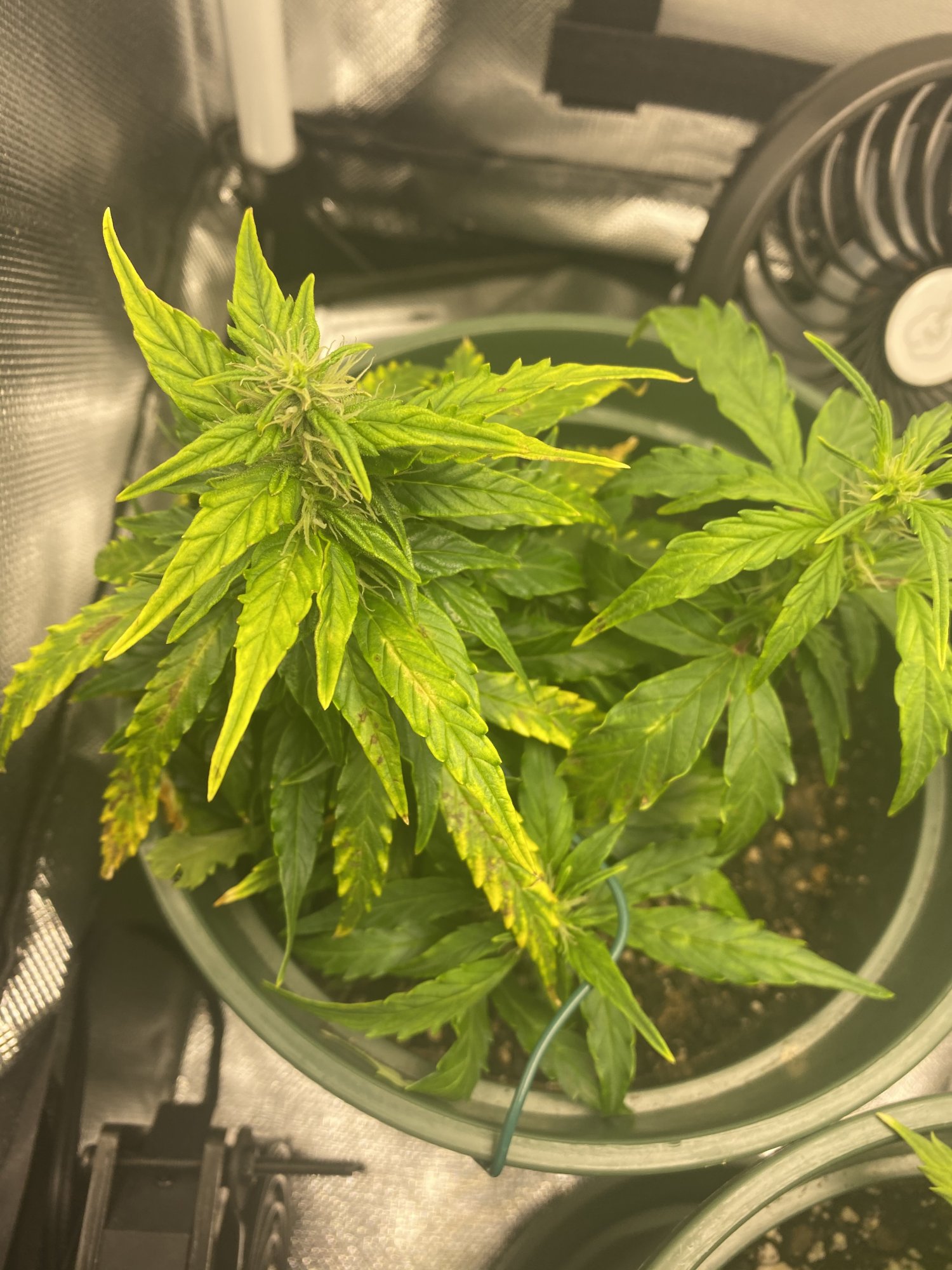 Please help my plants was showing some yellowing and browning a week ago 2