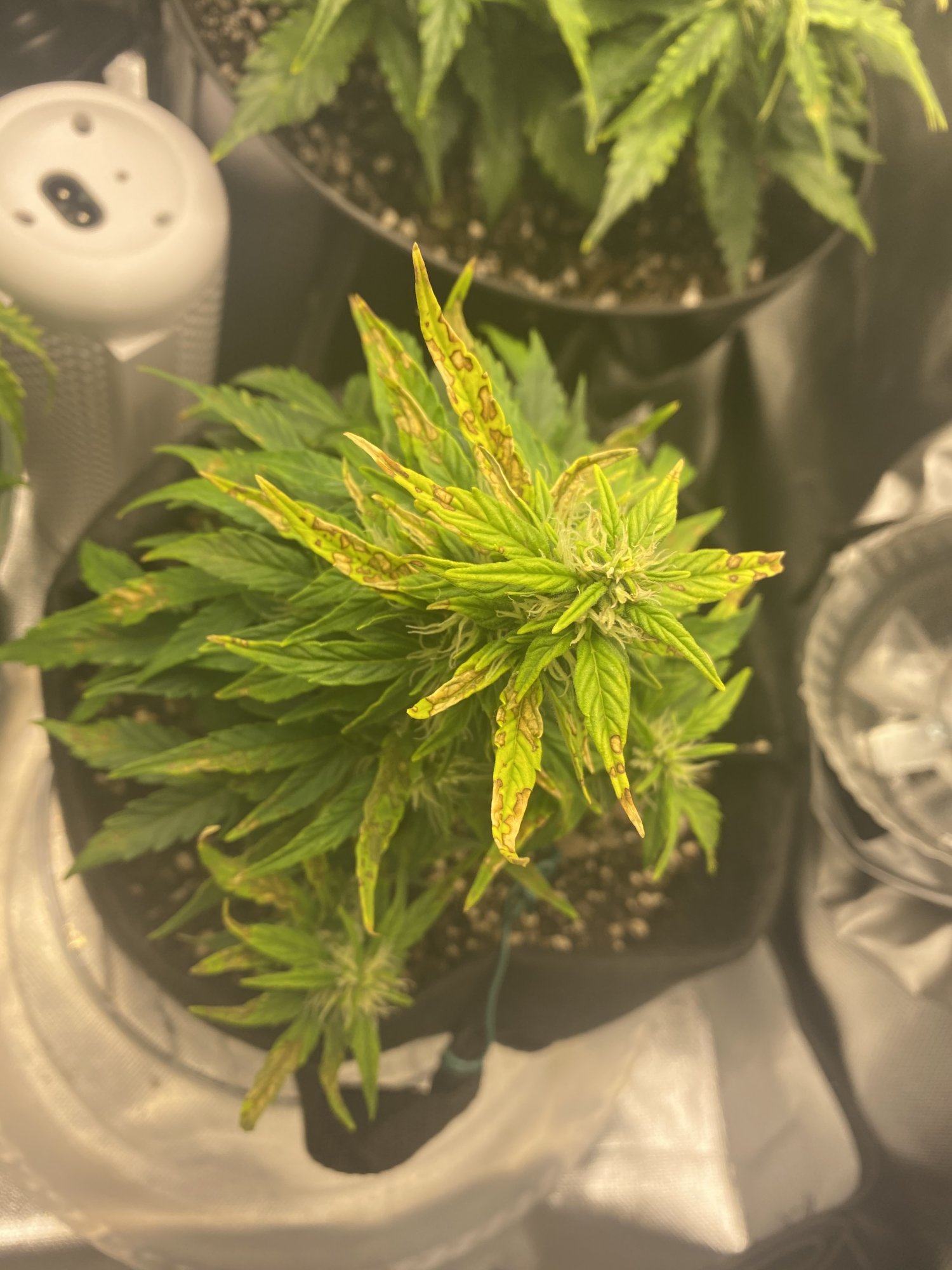 Please help my plants was showing some yellowing and browning a week ago 3